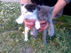 Котята Сибирьской кошки очень пушистые