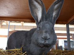 Продам кроликов породы немецкий Ризен