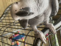 Большой серый попугай