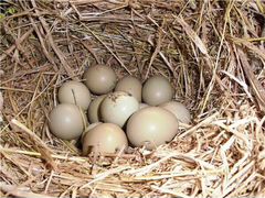 Яйцо охотничьего фазана
