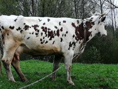 Айширская(красно-белая) корова