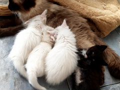 Чудесные котята от породистых родителей