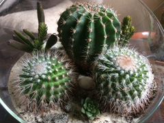 Флорариум, композиция из кактусов и суккулентов