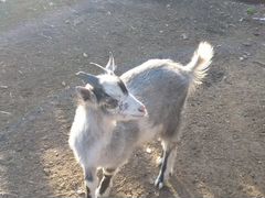 С/х животные: козы