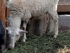 Овца сукотная