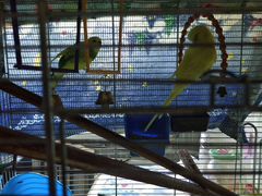 Семейная пара волнистых попугайчиков