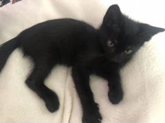 Чёрный кот Леопольд
