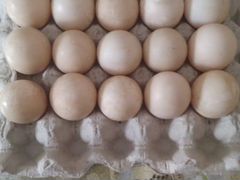 Продам яйца мускусной утки
