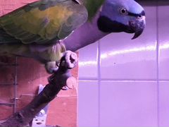 Самка китайского кольчатого попугая