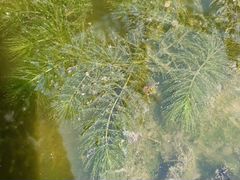 Роголистник- водоросли для пруда, аквариума