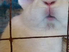Кролик полувеликан