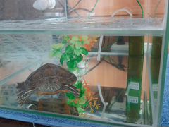 Черепаха, аквариум в комплекте