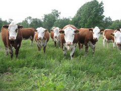 Продам коров породы Герефорд с телятами