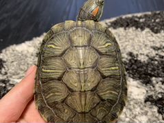 Черепаха красноухая 1000-1500