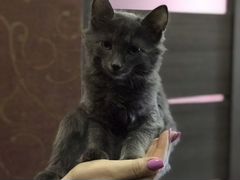 Кошка (котёнок) в добрые руки