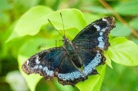 Живые бабочки из Филиппин Everes argiades