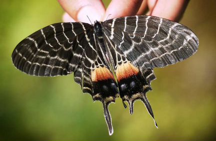Живые тропические бабочки Слава Бутана Брунея