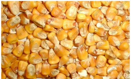 Кукуруза зерновая