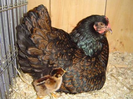 Барневельдер -цыплята,петухи