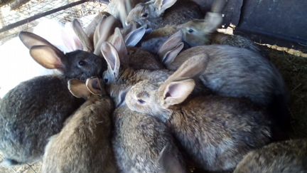 Кролики и нутрии