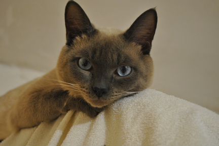 Тайский кот blue point на вязку