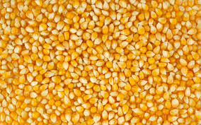 Кукуруза на корм