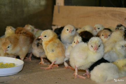 Продам цыплят от домашних кур (разных пород)