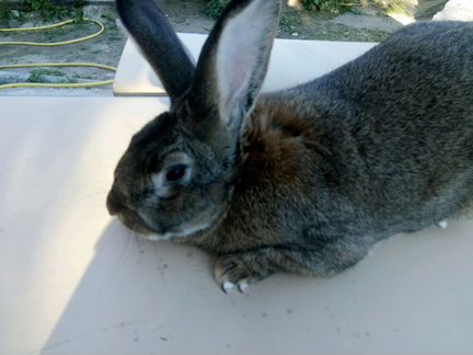 Кролик породы Фландер