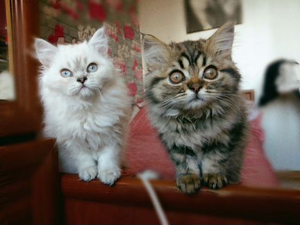 Ласковые персидские котята