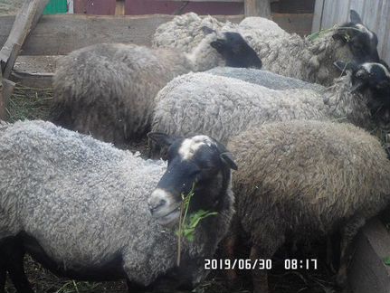 Продаются Романовские овцы