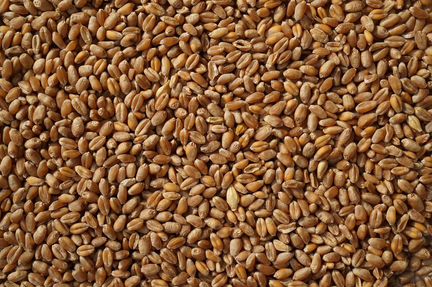 Продаю пшеницу озимую 2019г