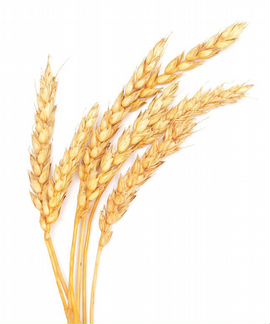 Пшеница К.У.П.Л.Ю