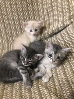 Котята от сибирской кошки, 1 месяц