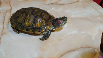 Черепаха красноухая, пресноводная