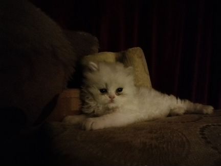 Персидский котенок