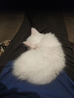 Котенок кот белый пушистый от кошки тур, ангора