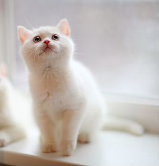 Белые британские котята
