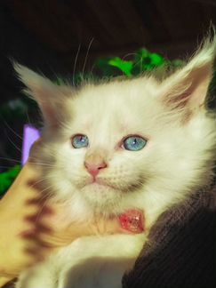 Мейн-Кун кошечки-красавицы 1,5 месяца