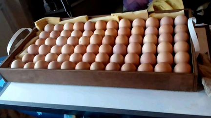 Яйца в инкубатор