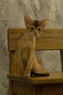 Абиссинский котенок