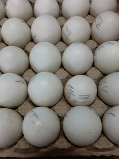 Утята,яйцо инкубационное
