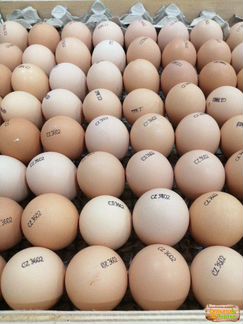 Инкубационное яйцо Кобб-500 Чехия