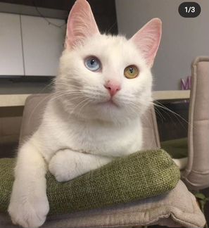 Котик Флоки с разноцветными глазами