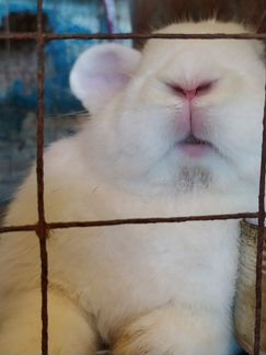 Кролик полувеликан