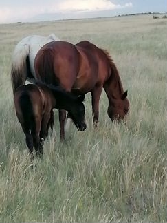 Две лошади вторая с жиребёнком