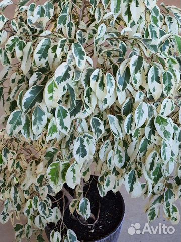 Фикус бенджамина де Гантель