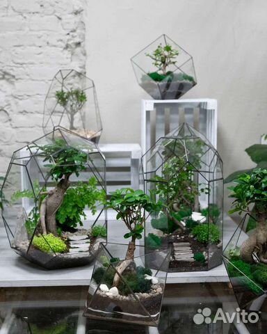 Флорариумы с бонсай, лиственные, суккуленты