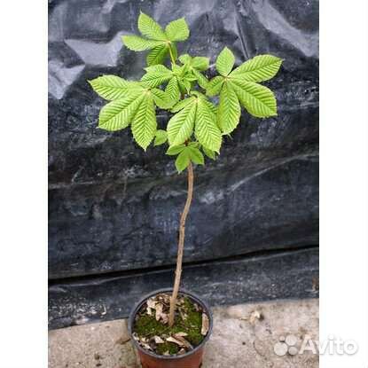 Каштан саженцы, сеянцы