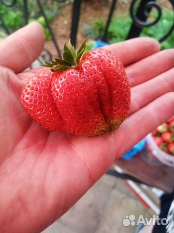 Саженцы клубники (садовой земляники) сорт Мальвина