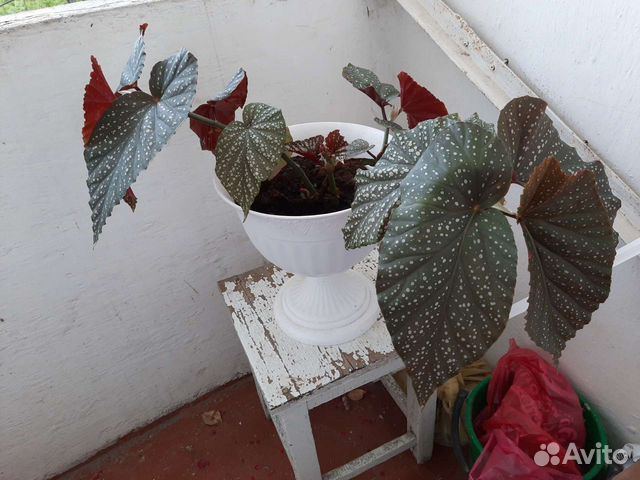 Цветок Бегония розовая